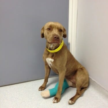 Walnut Creek Homeless Community Task Force seeking foster care for homeless pets